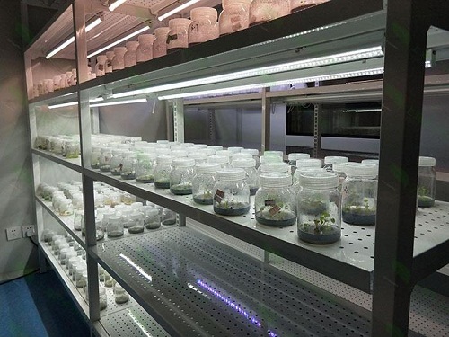 兴山植物组织培养实验室设计建设方案